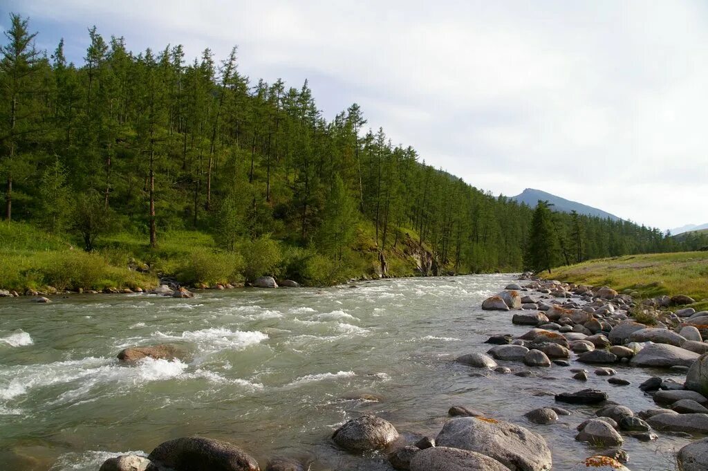 Тайга тыва бай тайга. Шуй республика тыва. Шуй республика тыва. Тайга тувы. Шуй республика тыва.