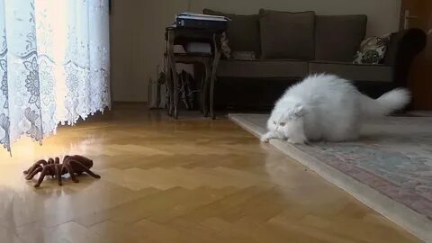 Кошка паук