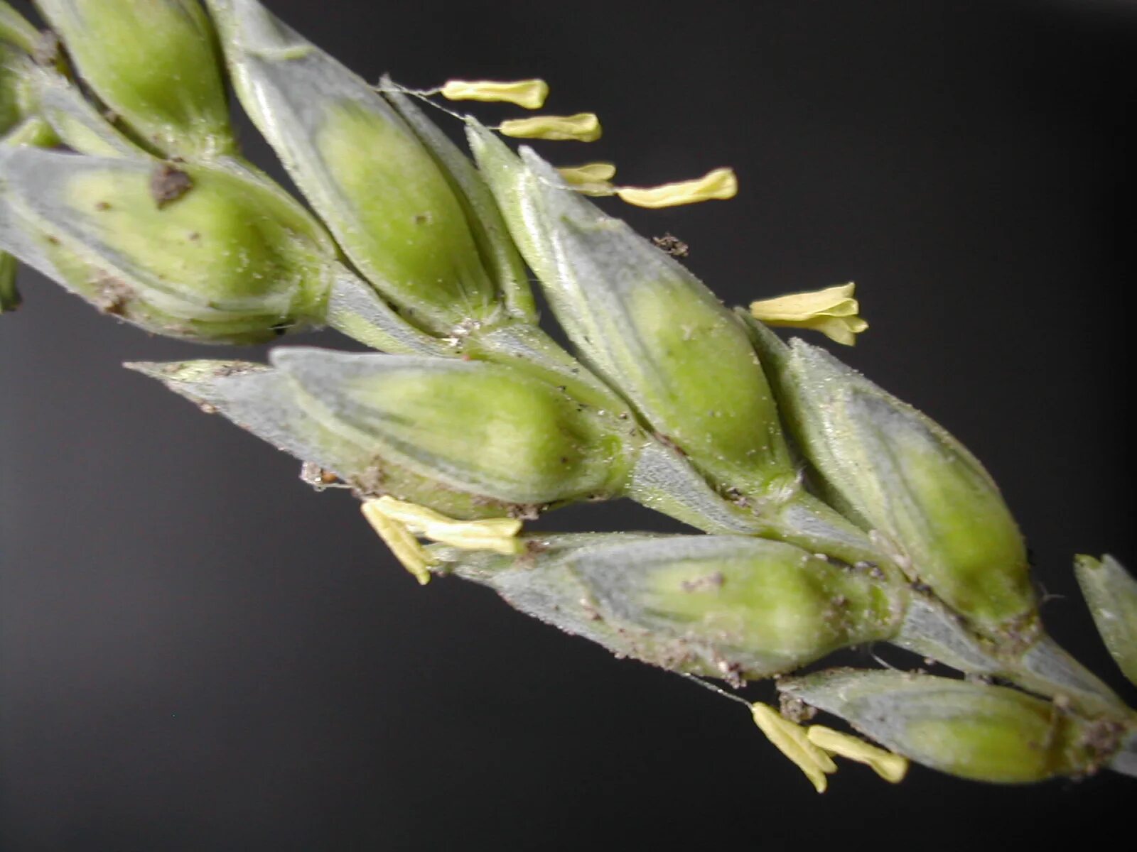 Злаки растения соцветие. Triticum aestivum. Каллус тритикале. Фузариум злаковый. Цветение озимой пшеницы.