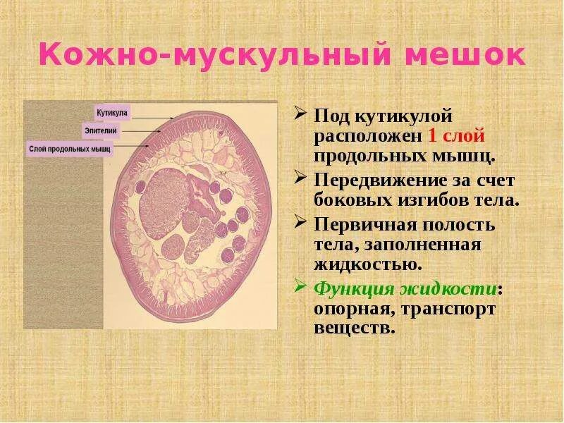 Строение кожно мускульного мешка. Круглые кожно-мускульный мешок круглые черви. круглые черви функции кожно-мускульного мешка. кожно мускульный мешок круглых черве. кожно-мускульный мешок у круглых червей.