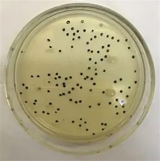 Схема микробиологического контроля производства. Микробное число питьевой воды норма. Омч питьевой воды. Омч окб ткб в питьевой воде. Норма окб в питьевой воде.