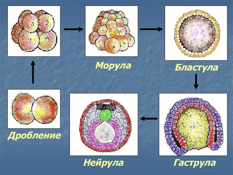 Стадии развития эмбриона бластула гаструла нейрула. Стадии развития бластула гаструла нейрула. Образование бластулы на стадии дробления. Дробление зиготы образование нейрулы формирование бластулы. Дробление зиготы образование нейрулы формирование бластулы.