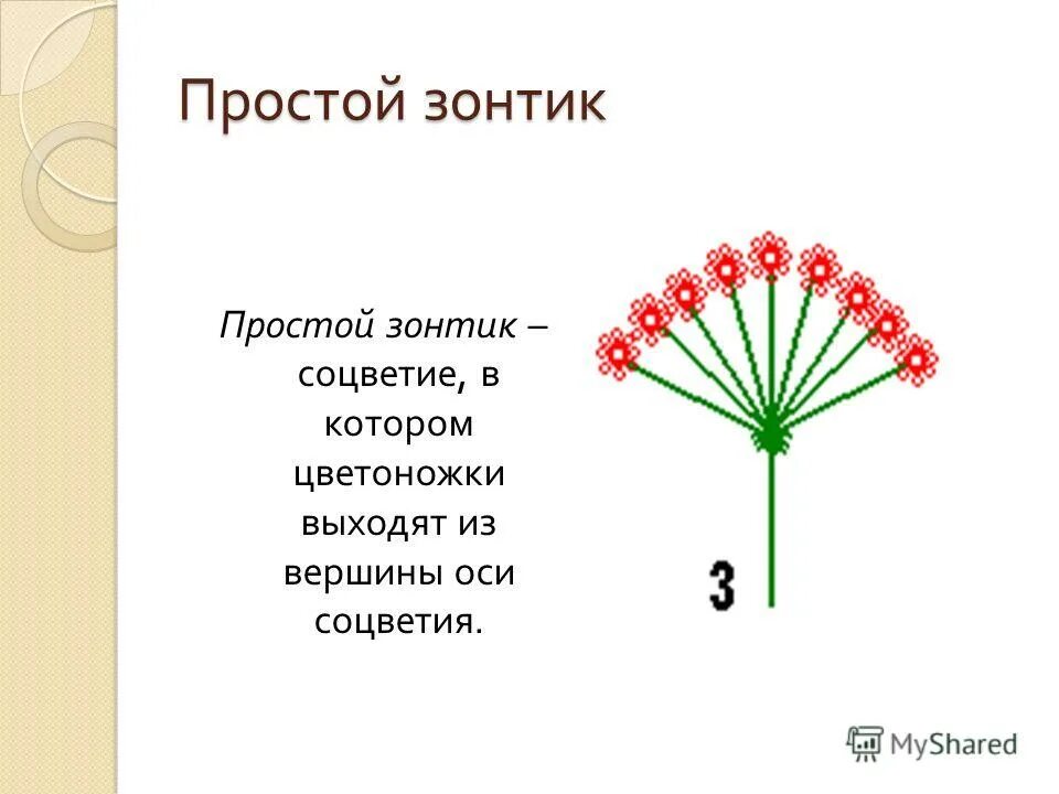 У каких растений зонтик. Соцветие зонтик. Соцветие сложный зонтик. Соцветие простой зонтик. Двойной зонтик соцветие.