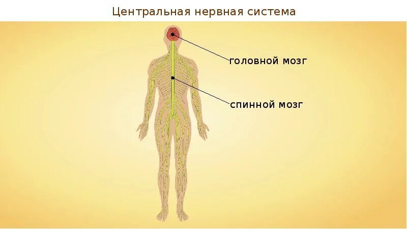 Для чего нужна нервная система. Нервная система человека. Строение нервной системы человека. Центральная нервная система. Нервная система человека 3 класс.