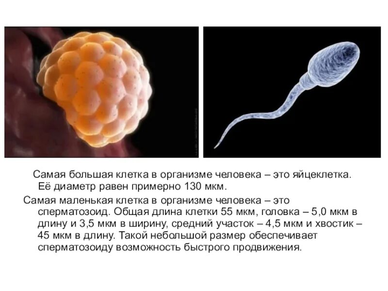 Количество клеток в организме животных. Самая большая клетка в организме. самая маленькая клетка в организме. самая маленн клетка в организме. яйцеклетка человека.