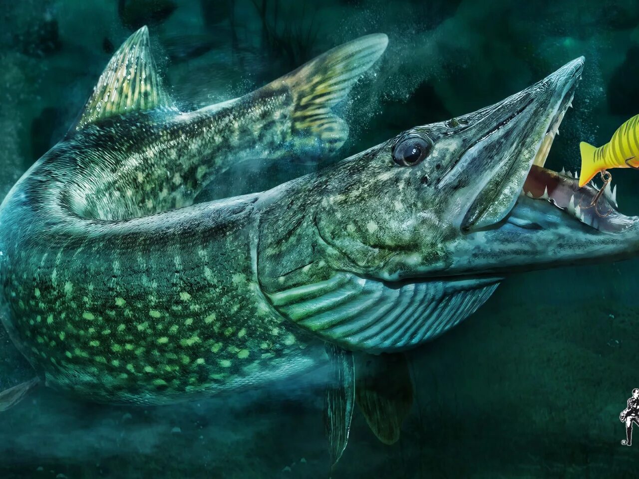 Фон щука. Обыкновенная щука (Esox Lucius). Картина щука Пайк. Обои на рабочий стол рыбалка. Щука атакует.