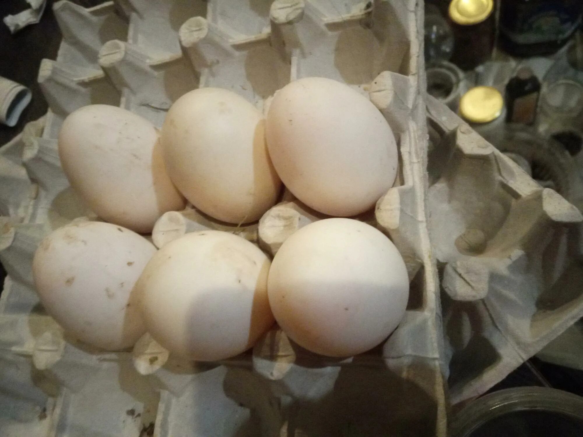 утиные яйца домашние. суссекс куры яйца. инкубационное яйцо индоутки. благоварская птицефабрика. женщина собирает утиные и гусиные яйца.