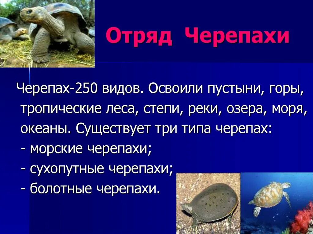 Черепахи 8 класс биология. Класс пресмыкающиеся черепахи. Черепаха для презентации. Сообщение о черепахе. Презентация на тему черепахи.
