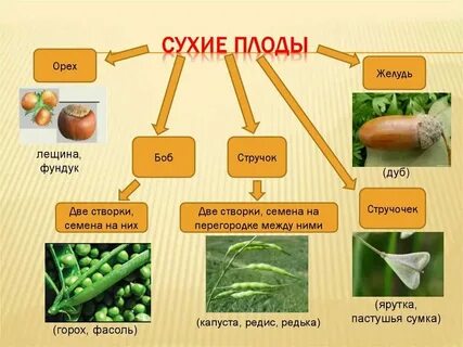Сухие зародыши