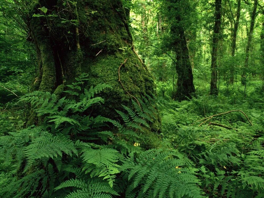 Ferns looks so cool and peaceful. Green nature wallpaper, Fern wallpaper, Green 