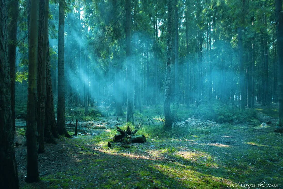 Таинственный лес. Таинственная Поляна. Загадочная Поляна в лесу. Мистическая Поляна в лесу.