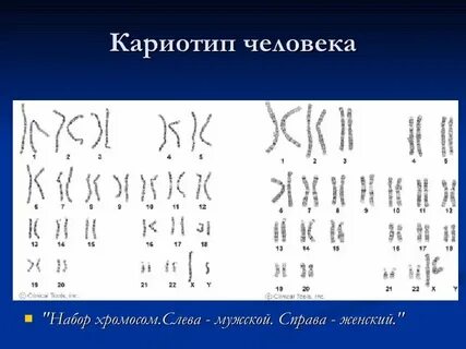 Кариотип 2n