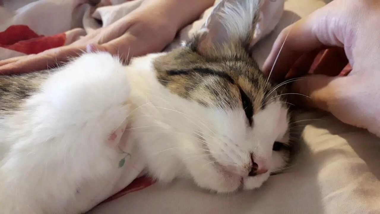 Почему кот не отходит