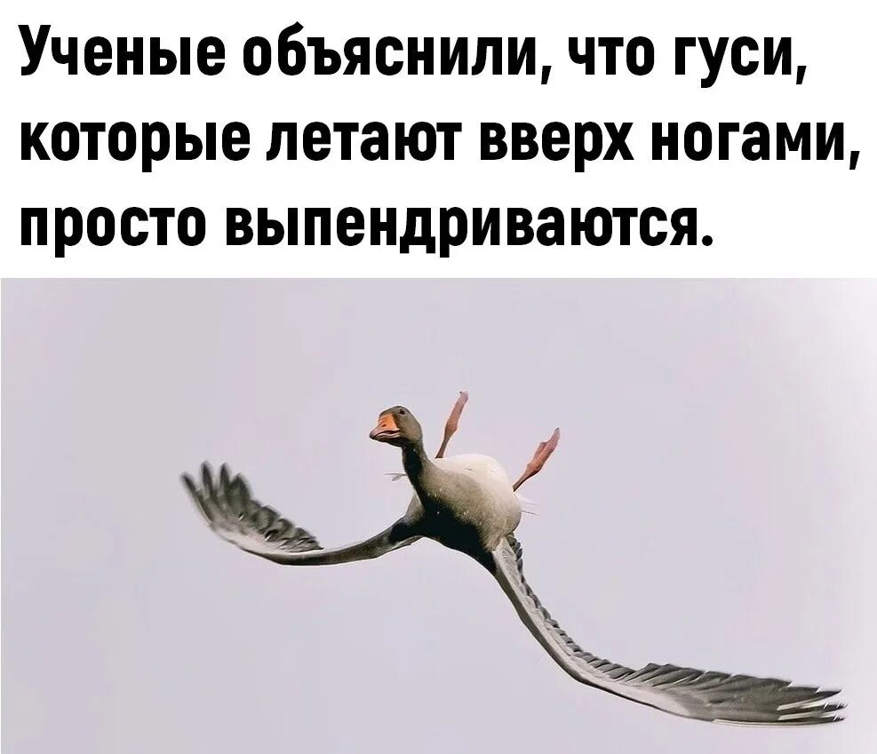 К чему снятся летящие гуси. Гуси летают. гуси летают вверх ногами. птицы летают вверх ногами. гуси которые летают.