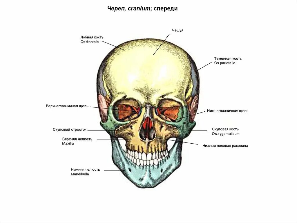 Череп чешуйчатых. Кости черепа. кости черепа спереди.