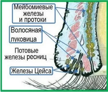 Откуда появляется ячмень