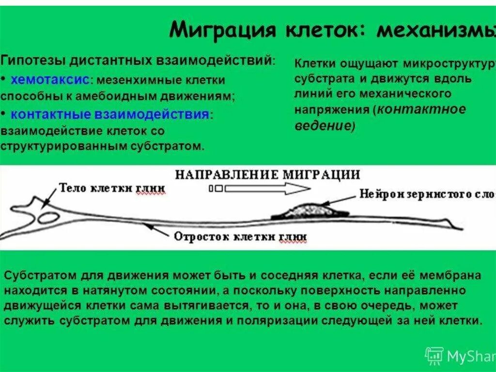 Миграция клеток. Клеточные перемещения. Механизмы миграции клеток. Сущность миграции клеток.