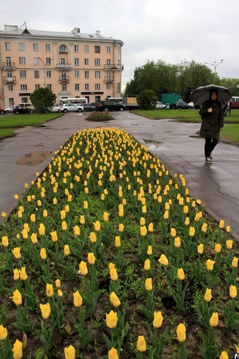 Все цветочные псков. Цветы на советской псков. Псков оптовая база цветов. Тюльпаны псков. Город псков в цветах.