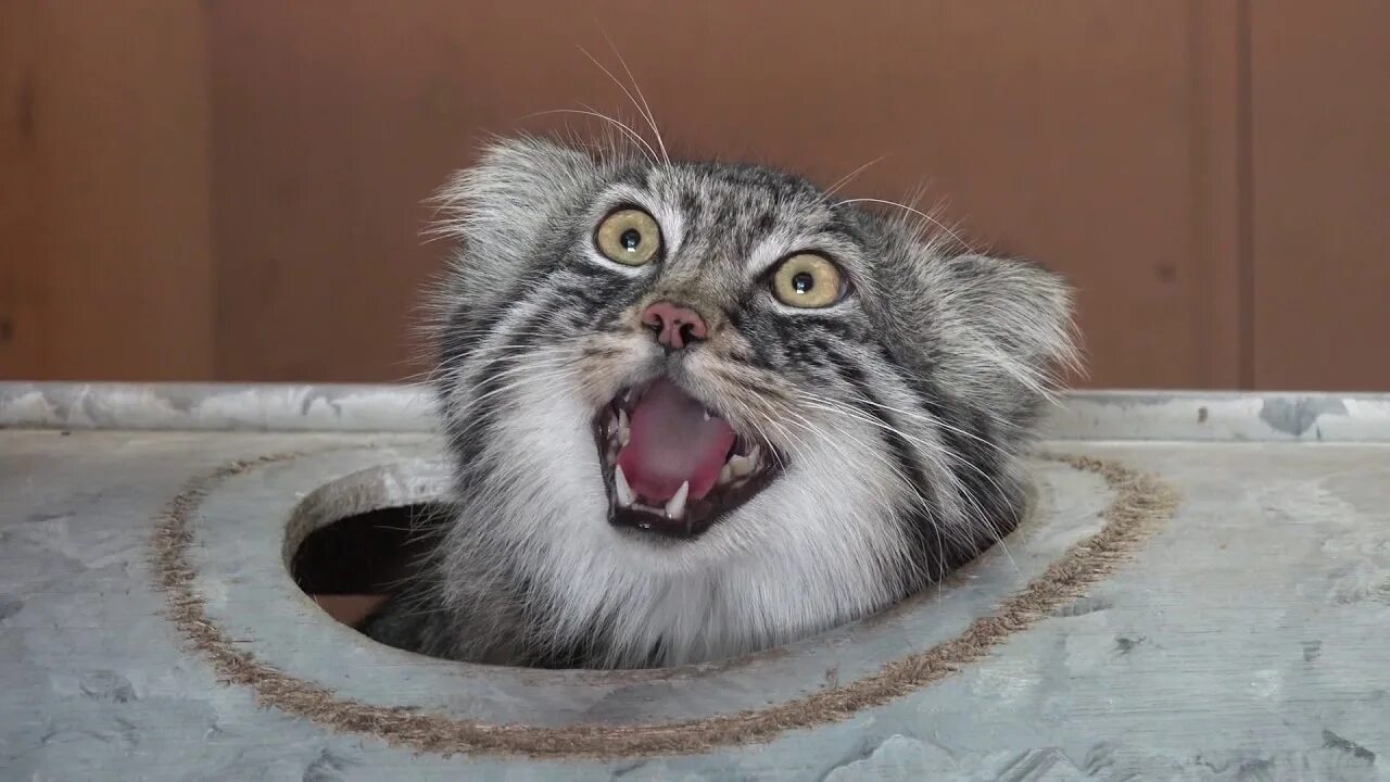 Манул кошачий. Манул. кот манул. манул гиф. манул фото.