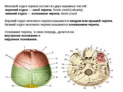 Сообщения черепа анатомия