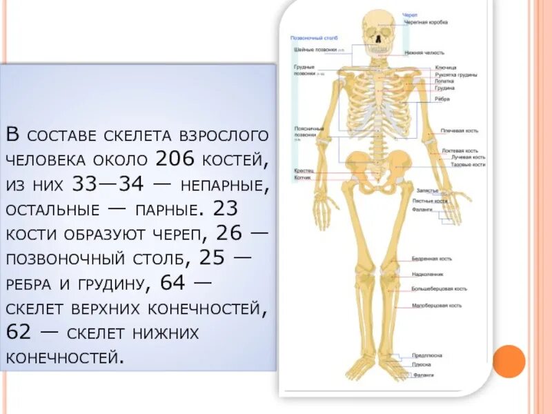 В состав скелета человека входит. Скелет человека состоит. скелет человека состоит из. сколько костей у человека. сколько косте у человека.