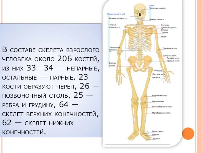 Название трех костей. Скелет человека состоит. Скелет человека состоит из. Сколько костей у человека. Сколько Косте у человека.