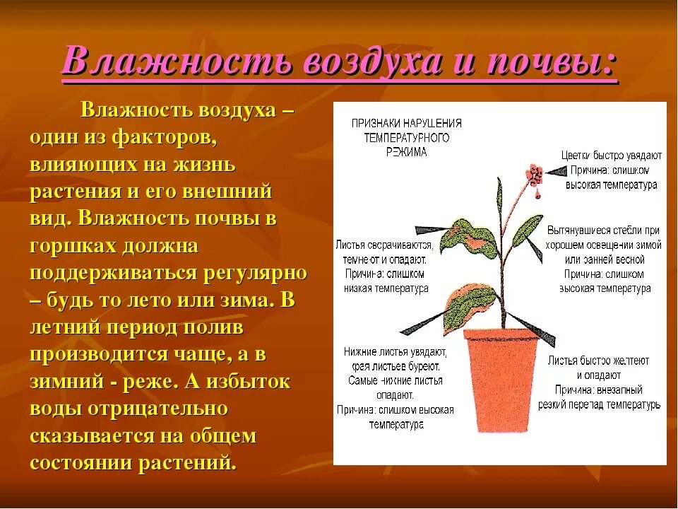 Влияние влаги на растения. Воздействие влажности на растения. Влажность для растений. Влияние влажности воздуха на растения.
