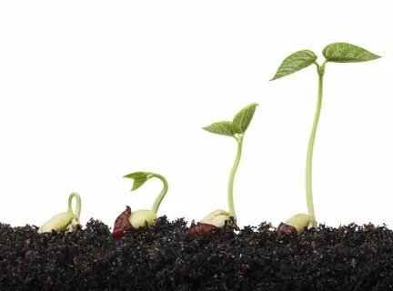 Plant balanced