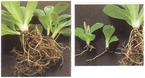 Примула деление куста