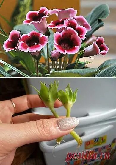 простое размножение глоксинии листом Plants, Garden
