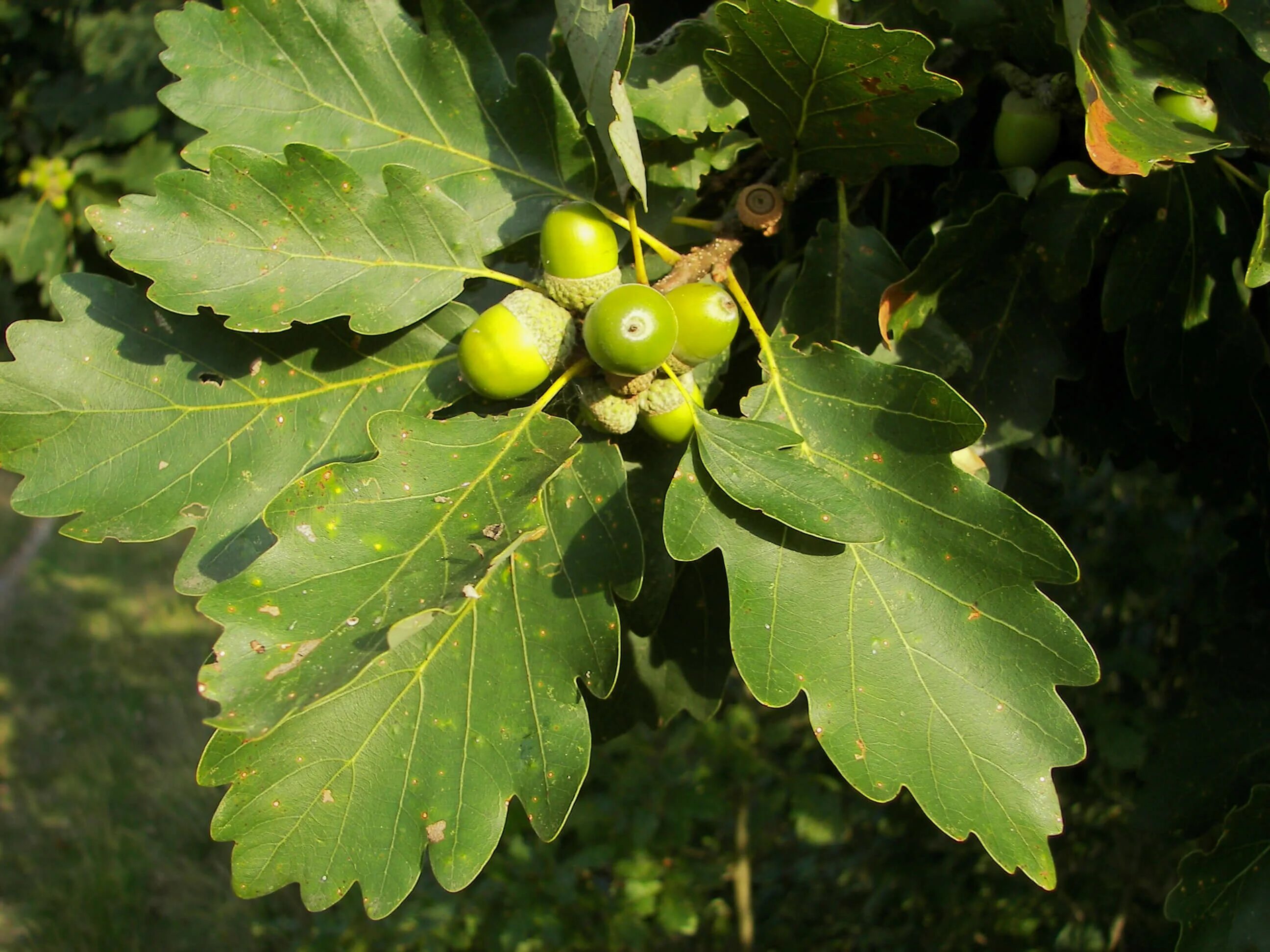 Дерево дуб черешчатый. Дуб черешчатый (quercus robur). дуб черешчатый (обыкновенный) - quercus robur. дуб черешчатый – ruereus rohum. дуб обыкновенный (quercus robur).