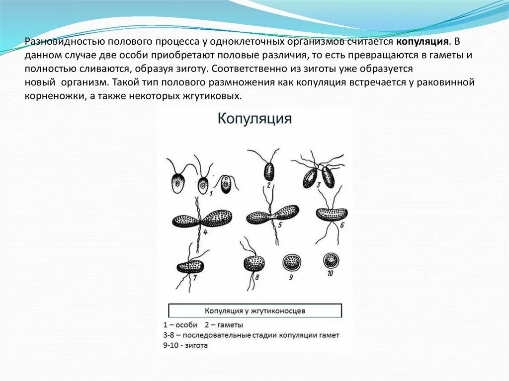 Формы полового размножения у многоклеточных