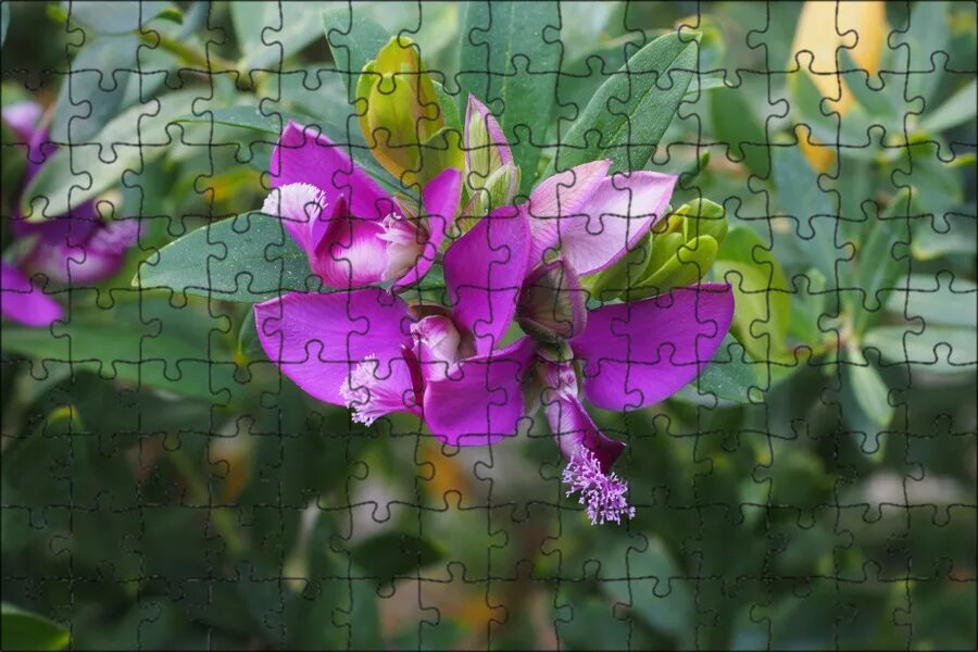 Куст с лиловыми цветками. Полигала миртифолия. полигала кустарник. истод миртолистный - polygala myrtifolia. кустарник с фиолетовыми цветами.