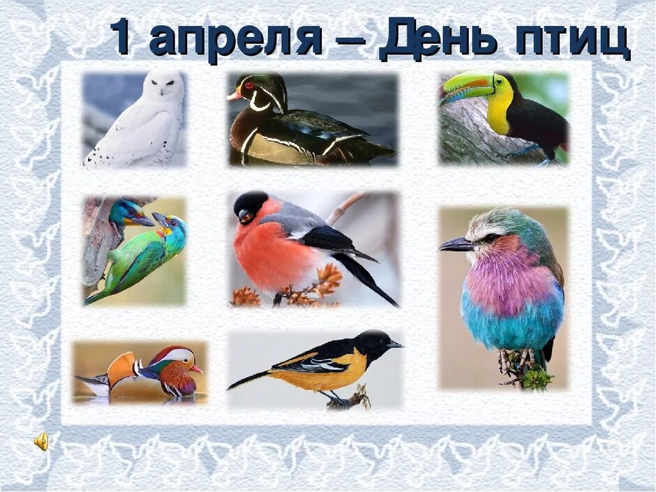 Презентация ко дню птиц для дошкольников. День птиц. птицы наши друзья. первое апреля день птиц. международный день птиц заставка.
