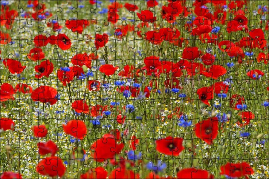 Маковые поля франции. Маковые поля в севастополе. Заставка на телефон маки цветы. Маковое поле вид сверху. Полевые маки.