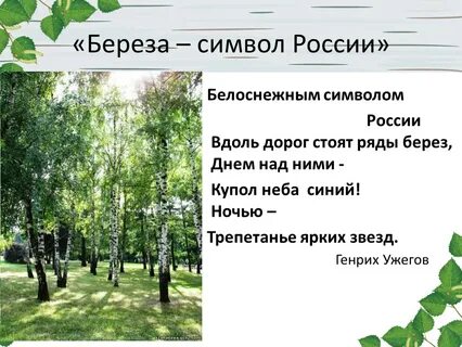 Белая береза символ