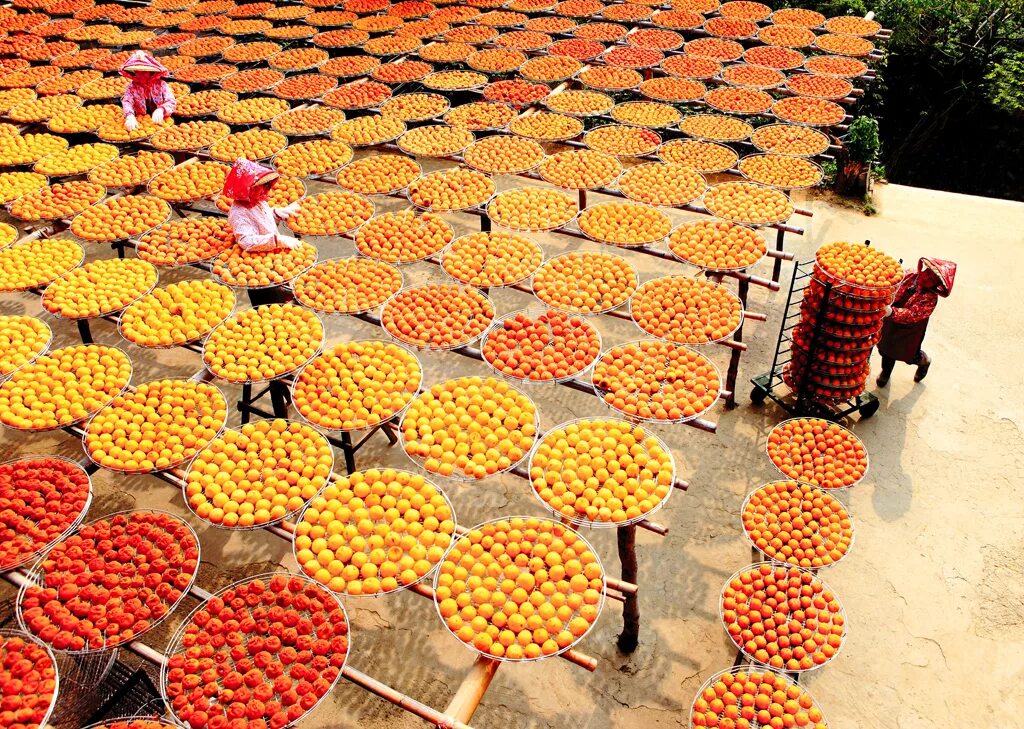 Китай население хозяйство. Китайцы сельское хозяйство. Рисовые поля в краснодарском крае на карте. Хозяйство сельское хозяйство японии. Южная корея сельское хозяйство рис.