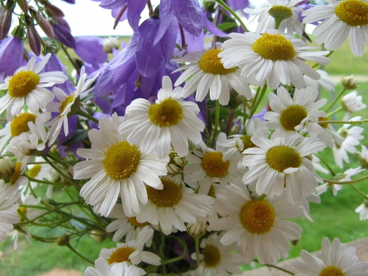 Колокольчики ромашки белые. Васильки, клевер, луговые цветы. Ромашки и колокольчики. Цветы колокольчики и ромашки. Колокольчик узколистный.