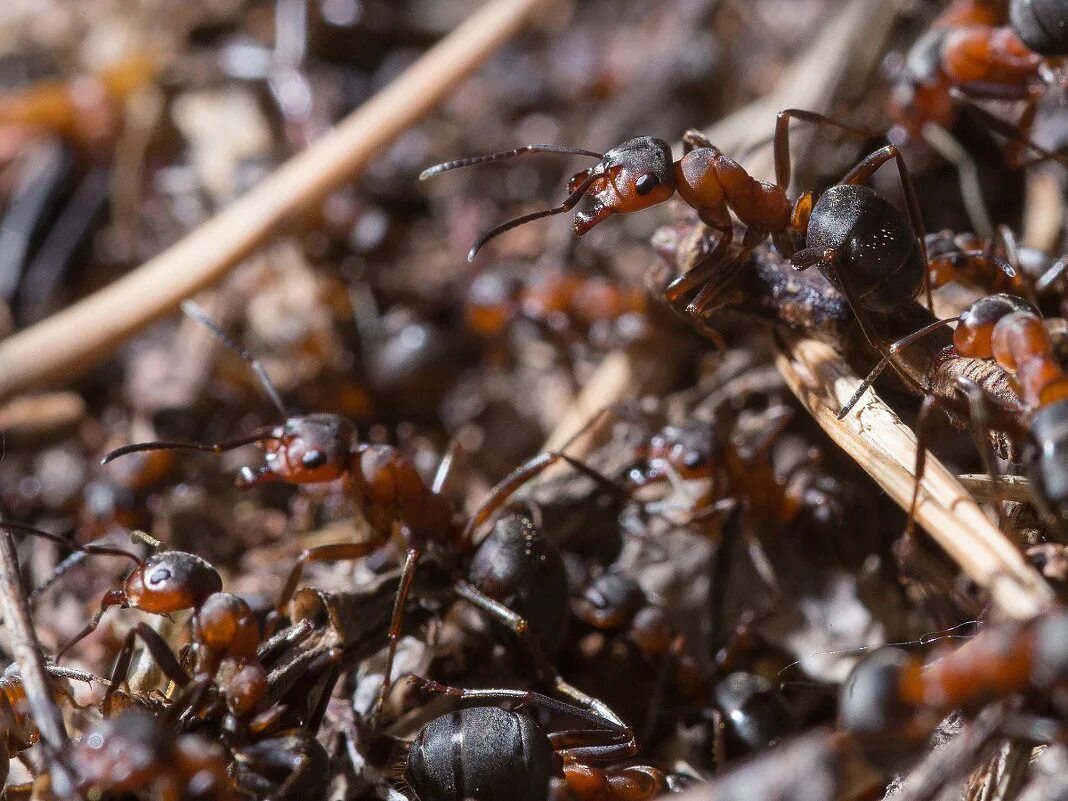 Муравьи санитары леса. Муравей трудяга картинки. Рыжий лесной муравей муравейник. Ant forest. Рыжий лесной муравей муравейник.