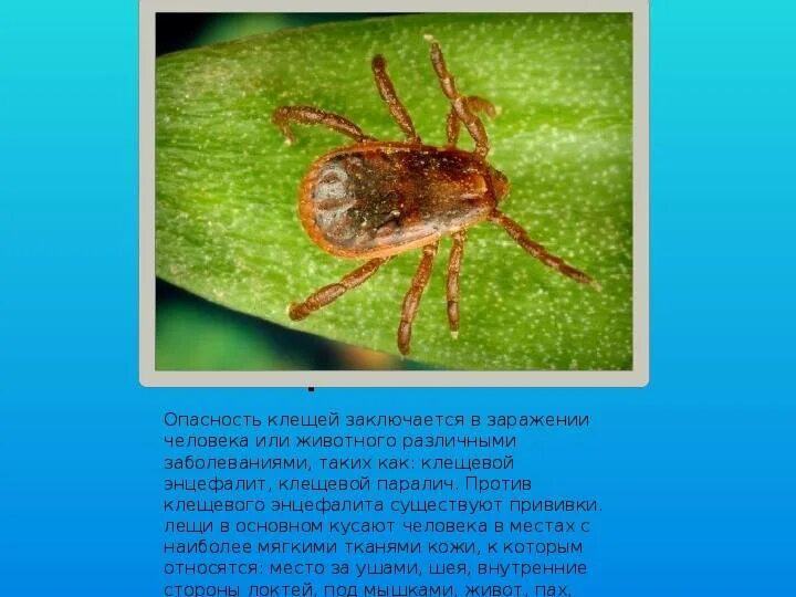 Какие клещи опасны для человека. Разновидности клещей. Апаснхые клеши. Опасны ли клещи. Опасны ли клещи.