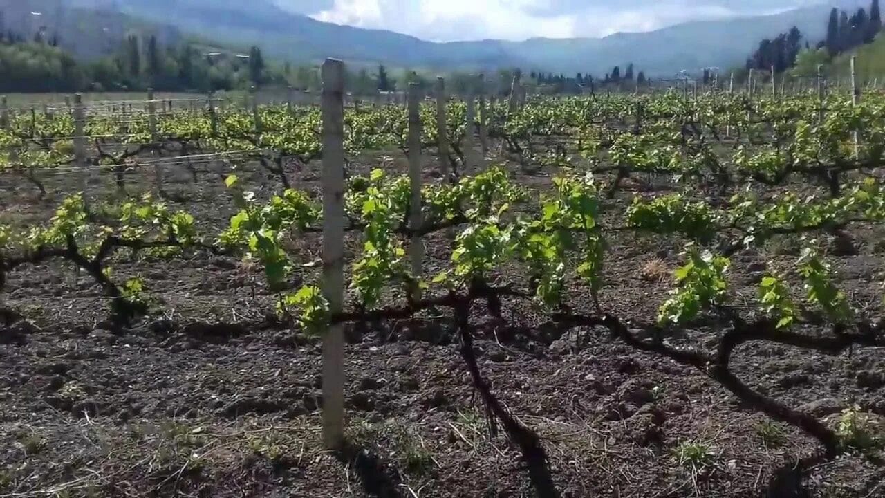 Формировка винограда в теплице. Выращивание винограда. Алазанская долина виноградники. Саперави плантации винограда. Виноградники саженцы.