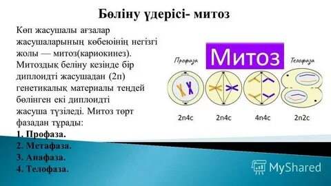 Митоз оның фазалары