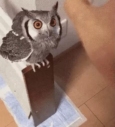 Сова уменьшается. Гифки сова. смешные совы. смешная сова gif. смешные совы гифки.