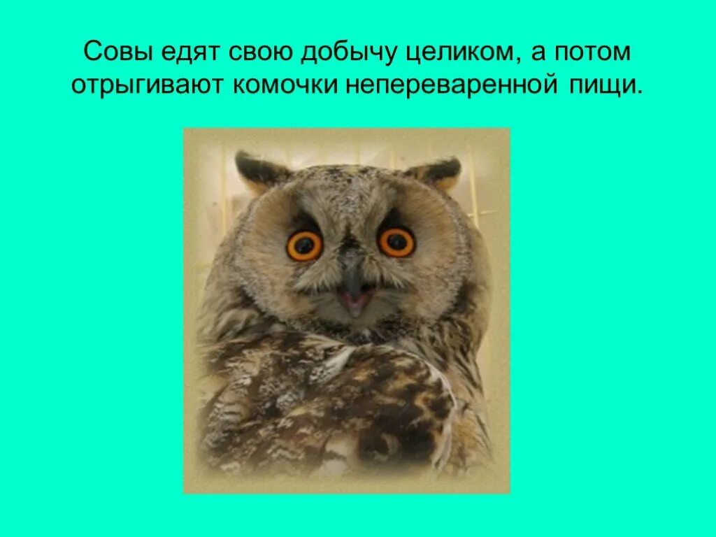 Что помогает сове найти пищу. Что помогает сове добывать пищу. сова добывает пищу. что помогает соае добывать пишу. что помогает животным добывать пищу.