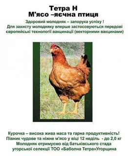 Несушка тетра описание