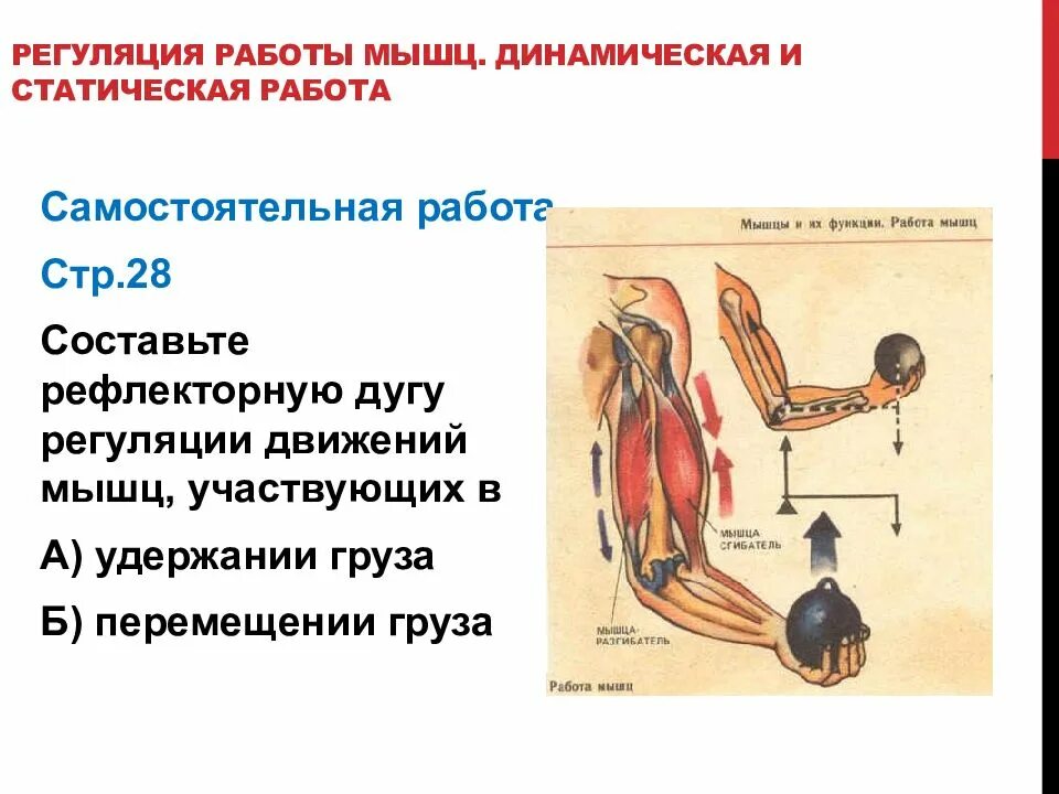 График работа мышц. Строение и работа мышц. Динамическая и статическая работа мышц. Регуляция мышечной деятельности. Регуляция работы мышц.