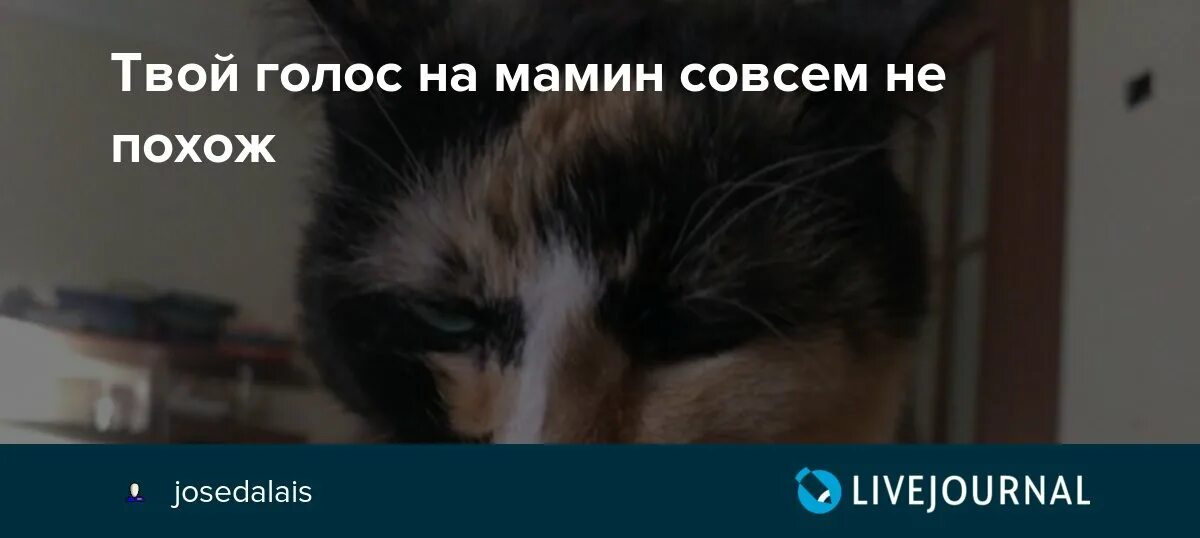 Твои голосовые. Твой голос на мамин совсем не похож. Твой голос на мамин совсем не похож волк и семеро. Твой голос на мамин совсем не похож текст. Голос кошки Настя.