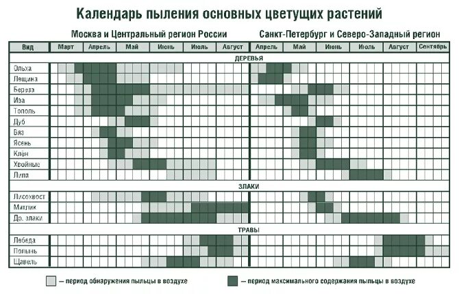 График цветения березы