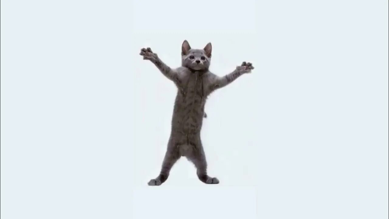 Танцующий головой кот. Cats the living tombstone. кот танцует 1 час. котик speed up.