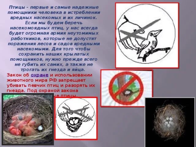 Роль птиц в жизни человека. Значение птиц в жизни человека. Значение птиц в природе и жизни человека. Роль птиц в жизни человека сообщение. Значение птиц в жизни человека сообщение